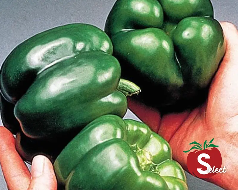 Classic California Wonder Sweet Pepper Seeds 1