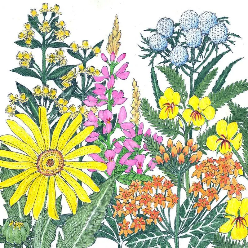 Clay Soil Native Wildflower Mix For North America – 1 Pound 1