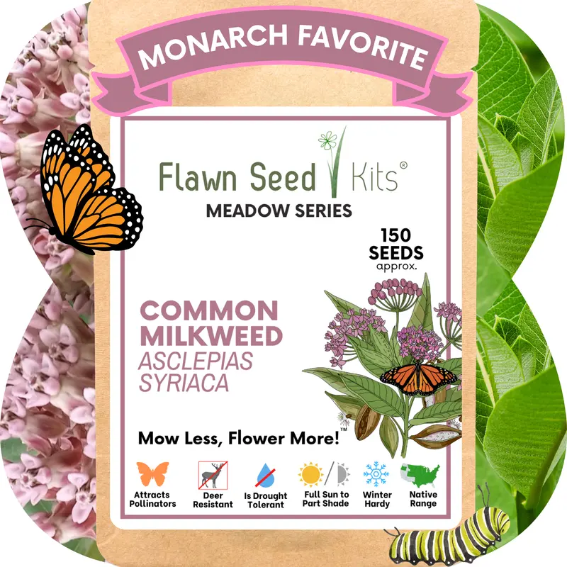 Common Milkweed Seeds – Native Monarch Habitat Pouch 1