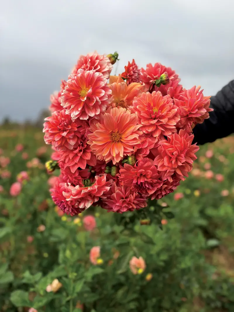 Connecticut Coral Dahlia Tubers – Coral-Orange Dinnerplate Blooms 1