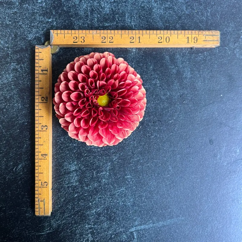 Copper Boy Dahlia – 3 Rooted Cuttings 1