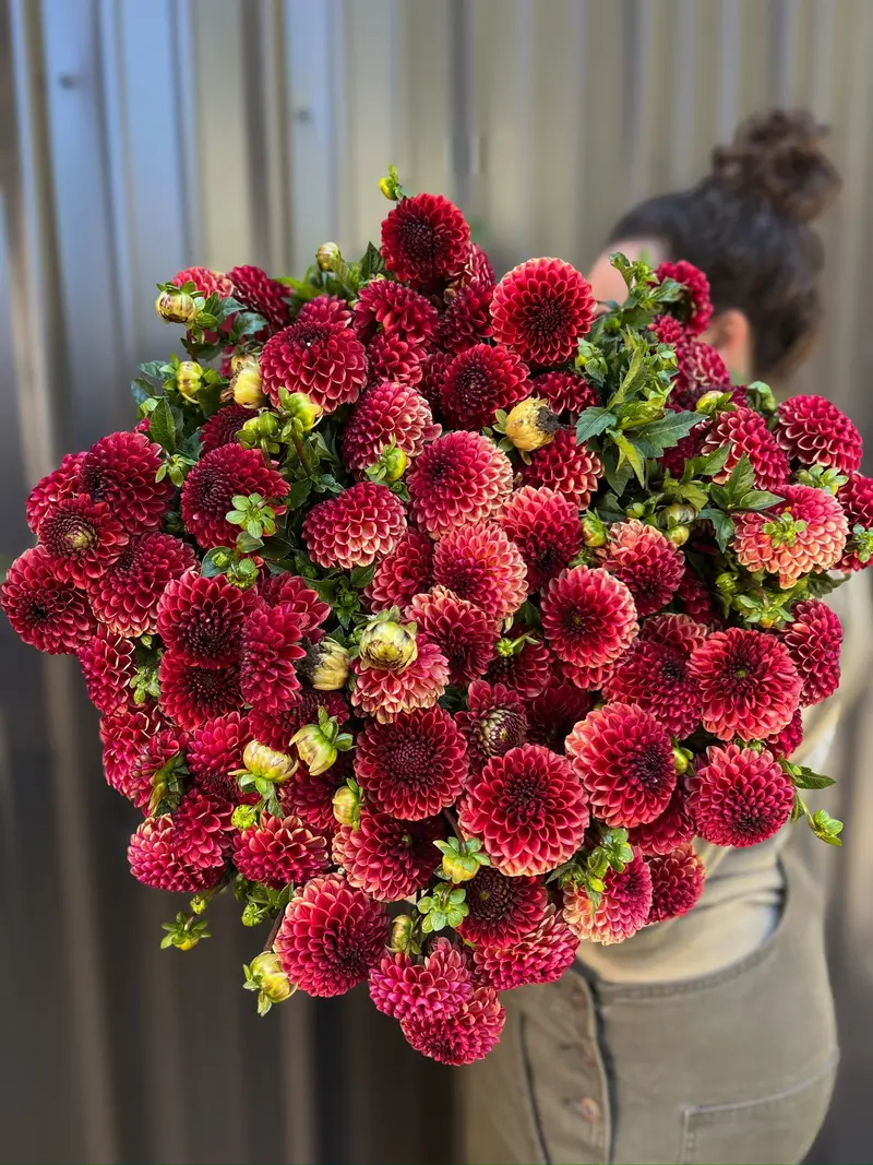 Copper Boy Dahlia Tuber 1