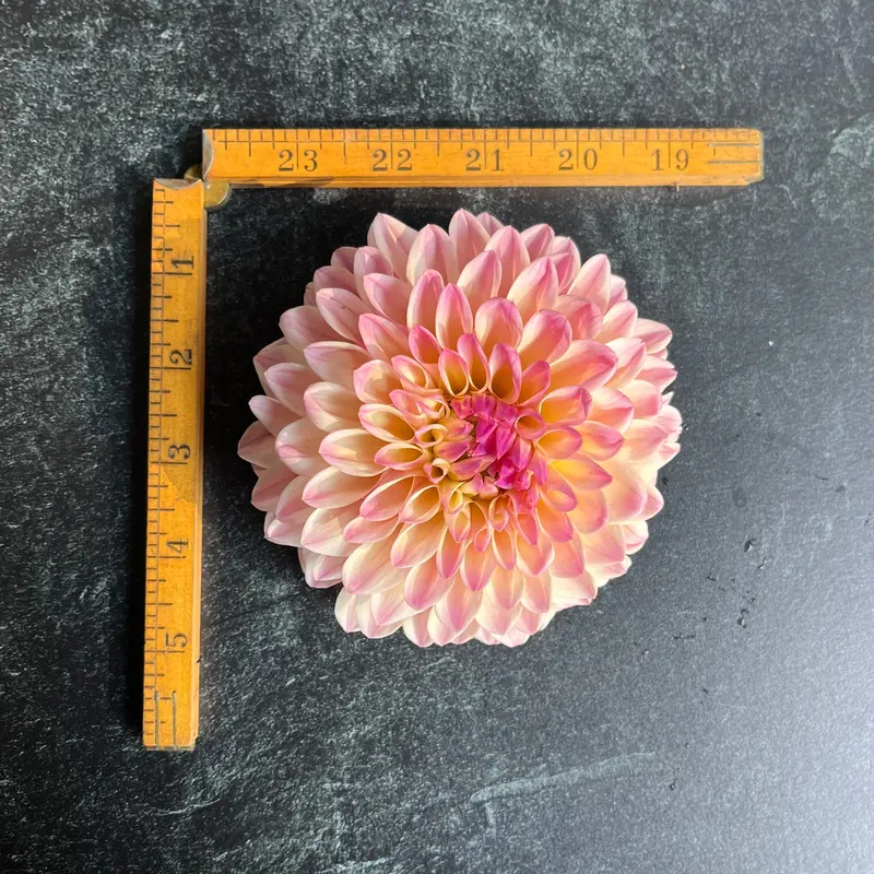 Coralie Dahlia – 3 Rooted Cuttings 1