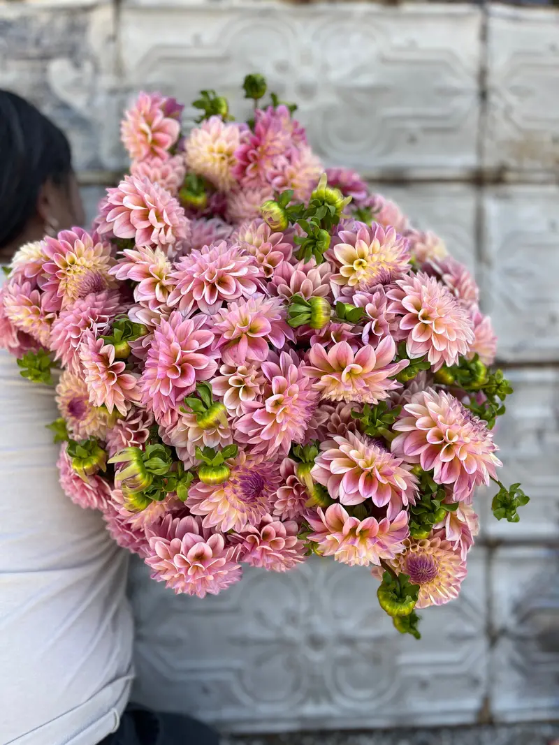 Coralie Dahlia Tubers – Vibrant Pink-Red Blooms 1