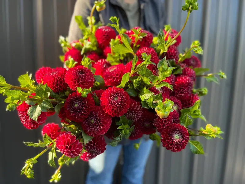 Cornel Dahlia Tubers – Deep Burgundy Garden Variety 1