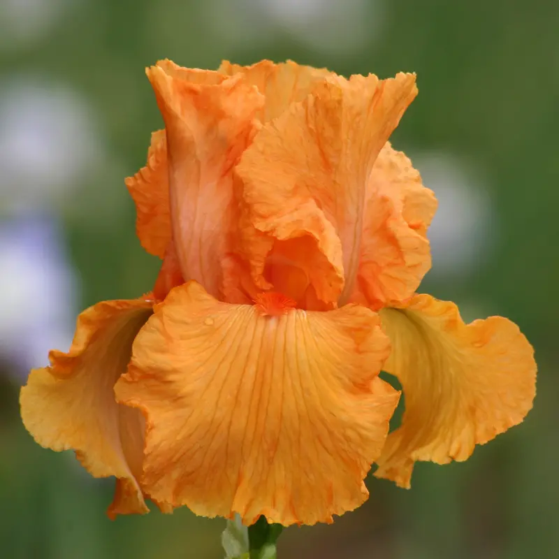 Coup De Soleil Bearded Iris – Aromatic Quart-Potted Variety 1