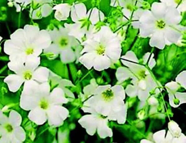 Covent Garden Baby’S Breath Seeds – Fine-Textured Fillers For Floral Arrangements 1