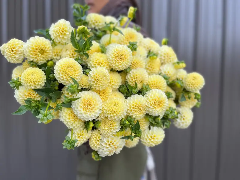 Creamy Dahlia Tubers – Elegant Pale Yellow Blooms 1
