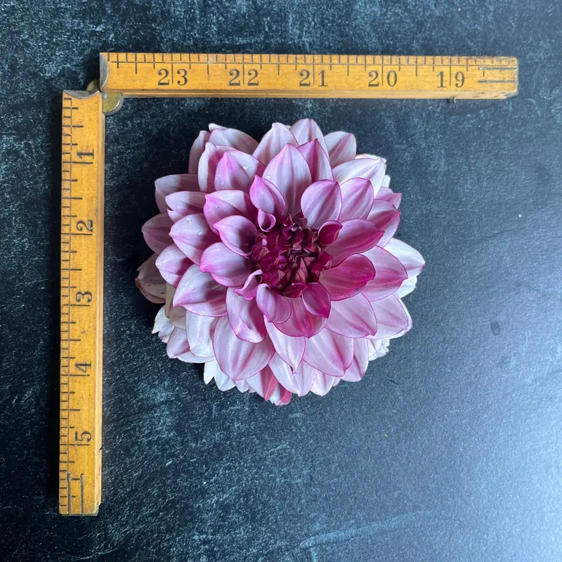 Crème De Cassis Dahlia – 3 Rooted Cuttings 1