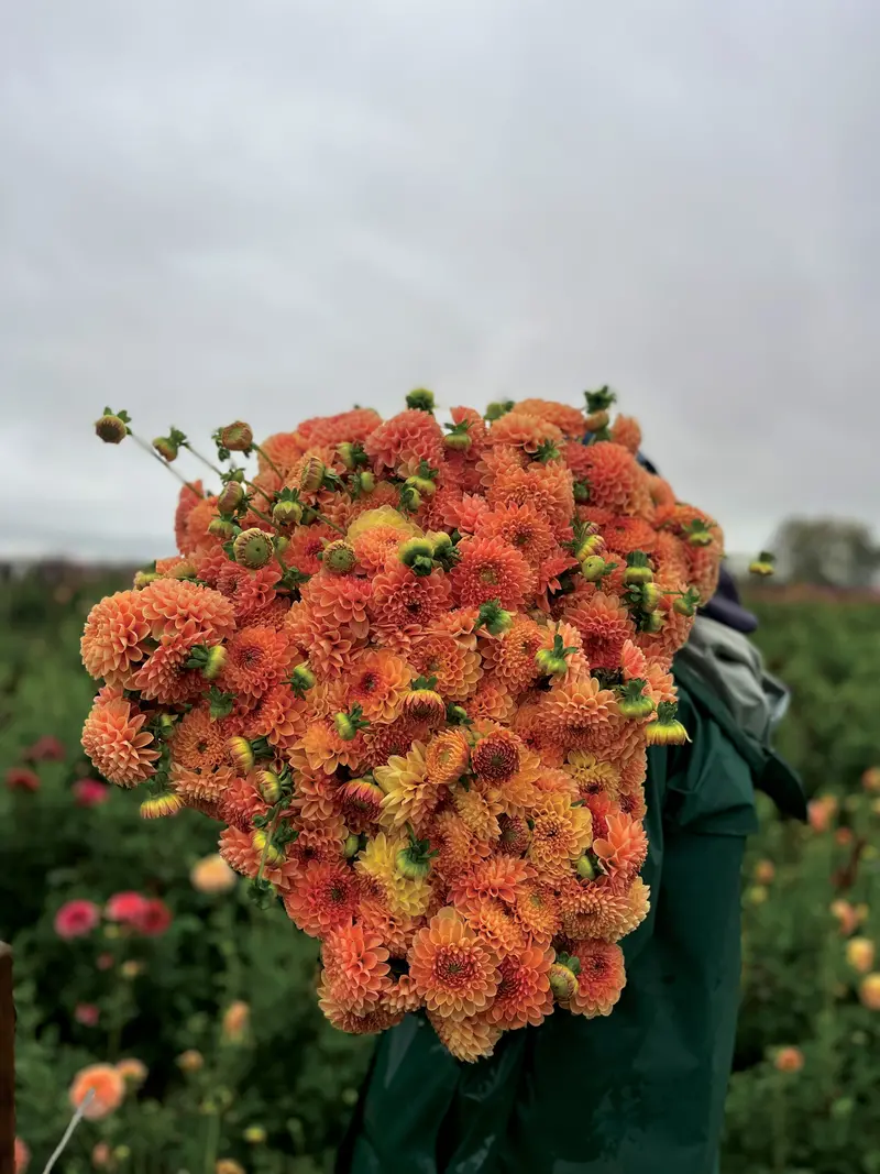 Crichton Honey Dahlia Tubers – Warm Amber Blooms 1