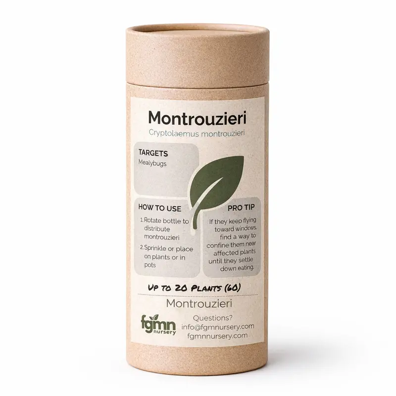 Cryptolaemus Montrouzieri Mealybug Destroyers 1