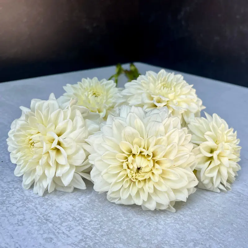 Dahlia 'Blizzard' – 3-Pack Rooted Cuttings 1
