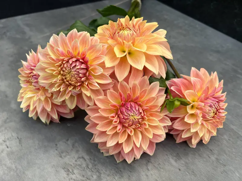 Dahlia 'Bloomquist Alan' – 3-Pack Rooted Cuttings 1