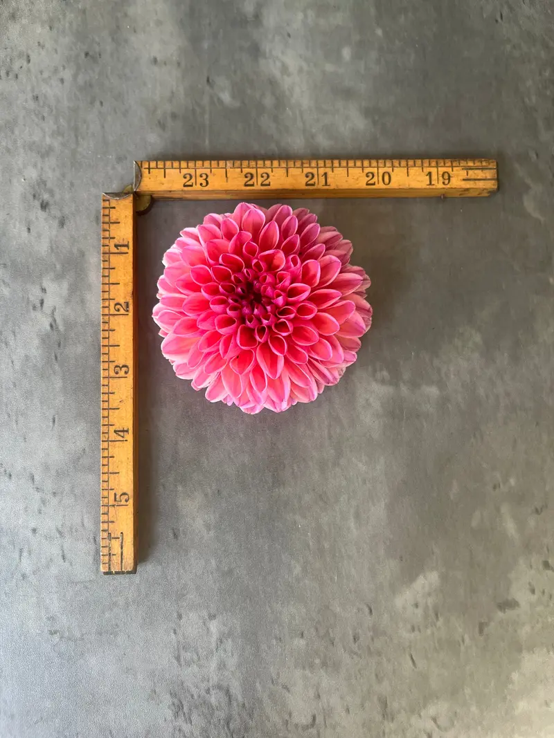 Dahlia 'Daisy Duke' – 3-Pack Rooted Cuttings 1