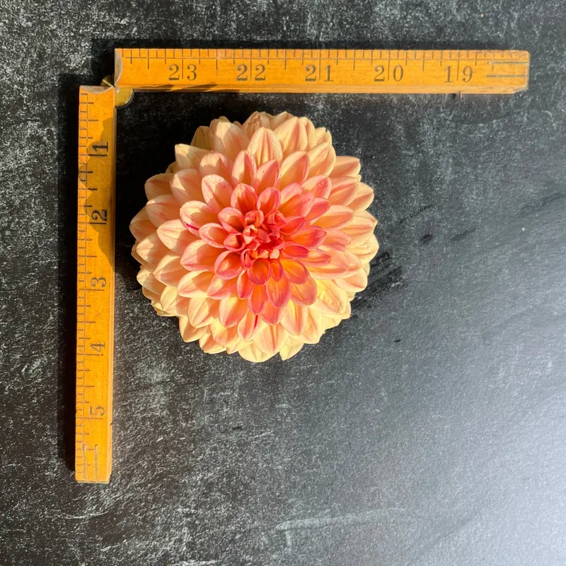 Dahlia 'Lark'S Ebbe' – 3-Pack Rooted Cuttings 1