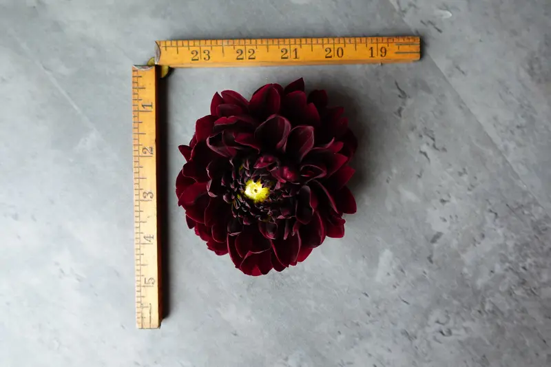 Dahlia 'Manoa' – 3-Pack Rooted Cuttings 1