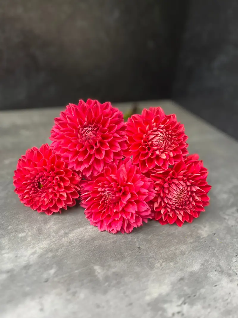 Dahlia 'Tempest' – 3-Pack Rooted Cuttings 1