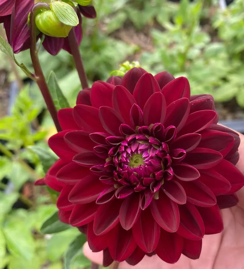 Dahlia Tubers – ‘Arabian Night’ Variety (Deep Burgundy, Ball Type) 1