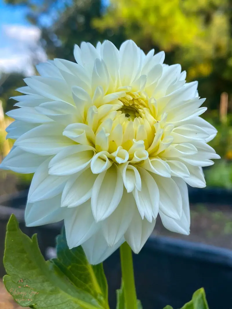 Dahlia Tubers – ‘Blizzard’ Variety (White, Formal Decorative Type) 1