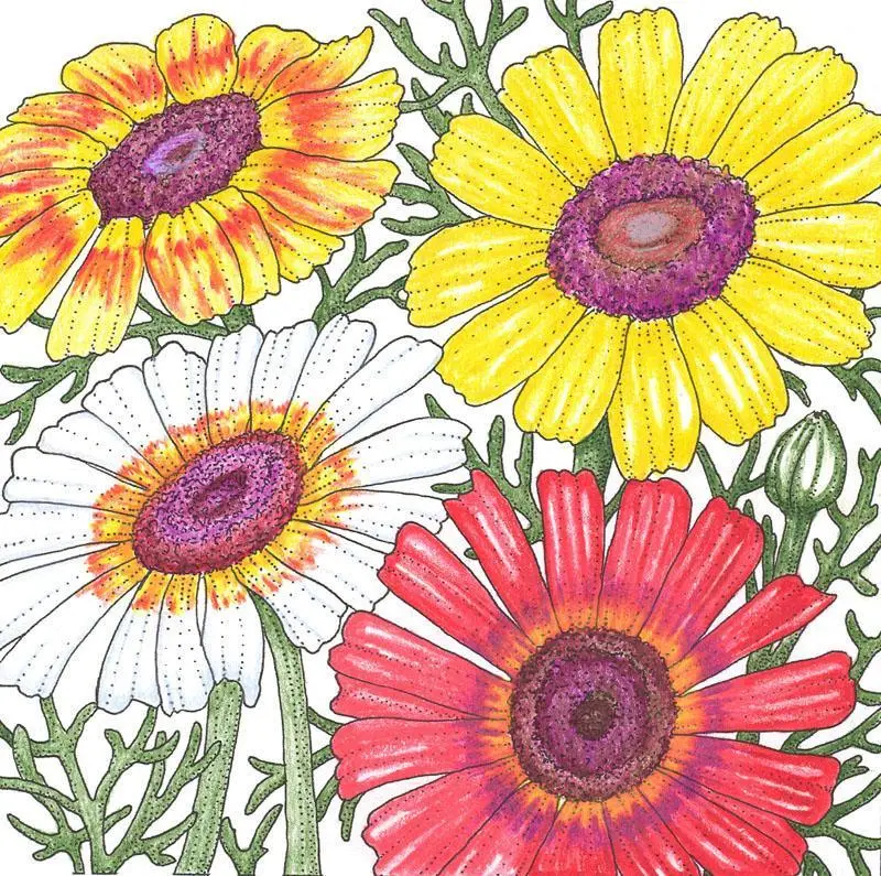 Daisy And Tricolor Wildflower Seed Variety – 0.25 Pound 1