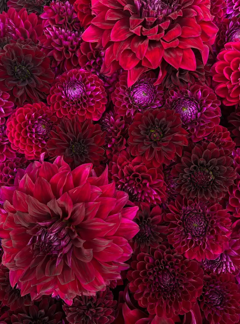 Dark & Moody Dahlia Tuber Collection – 10 Tubers 1