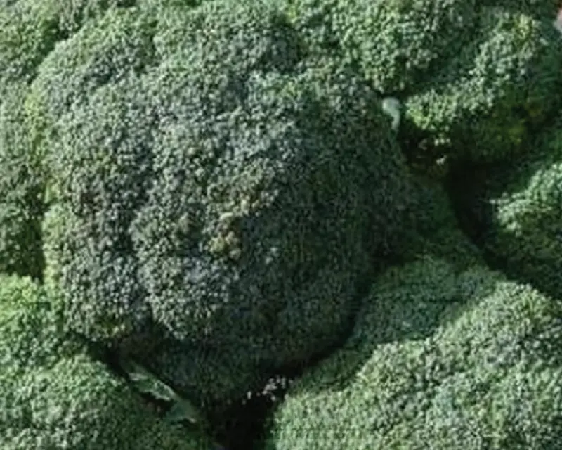 De Cicco Broccoli Seeds – Early, Side-Shoot Producing Italian Heirloom Type 1