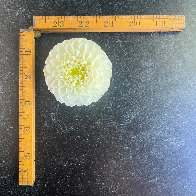 Dorothy R Dahlia – 3 Rooted Cuttings 1
