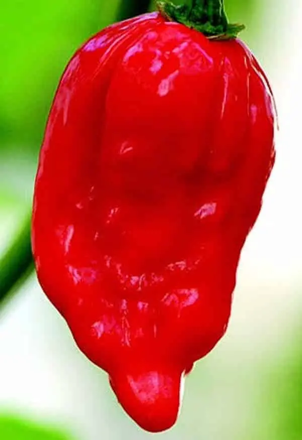Dorset Naga Super-Hot Chili Pepper Seeds – Ultra-Pungent Capsicum 1