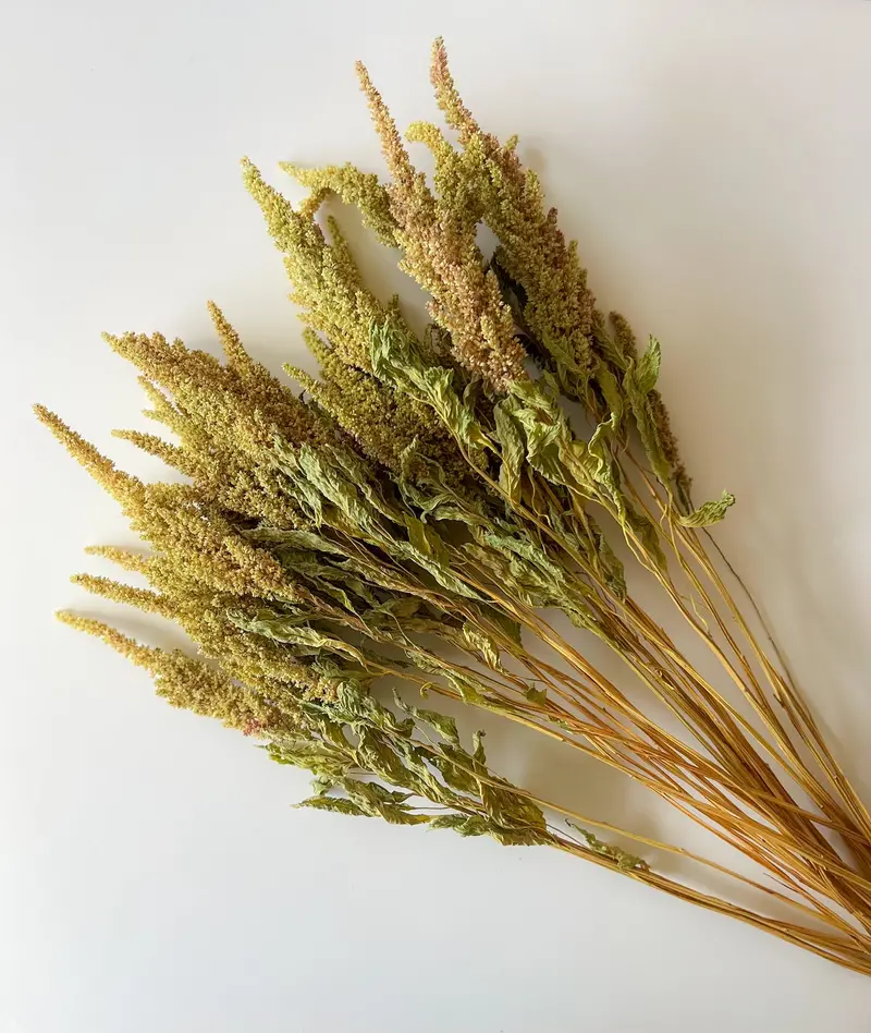Dried Amaranth 'Pistachio' – Delicate Green Blooms 1