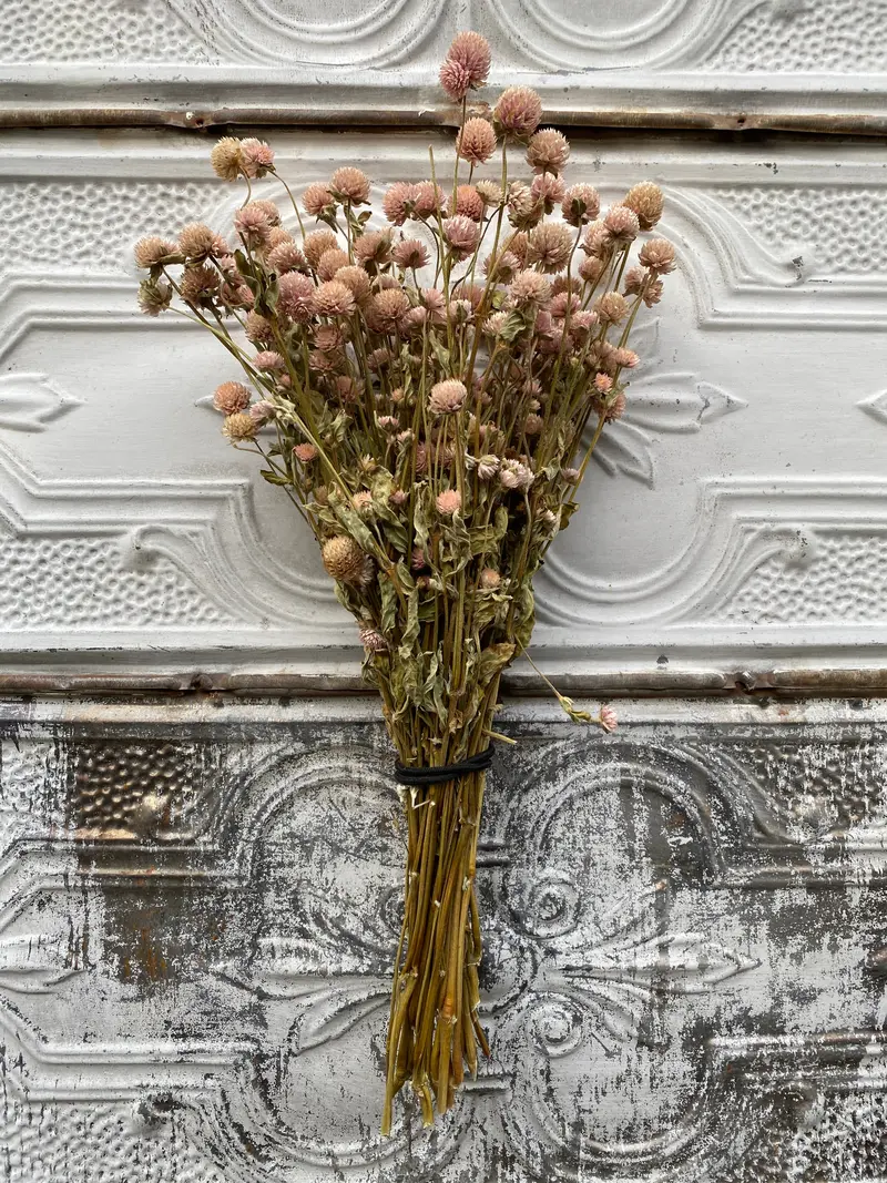 Dried Gomphrena 'Blush' – Dome-Shaped Pastel Blooms 1