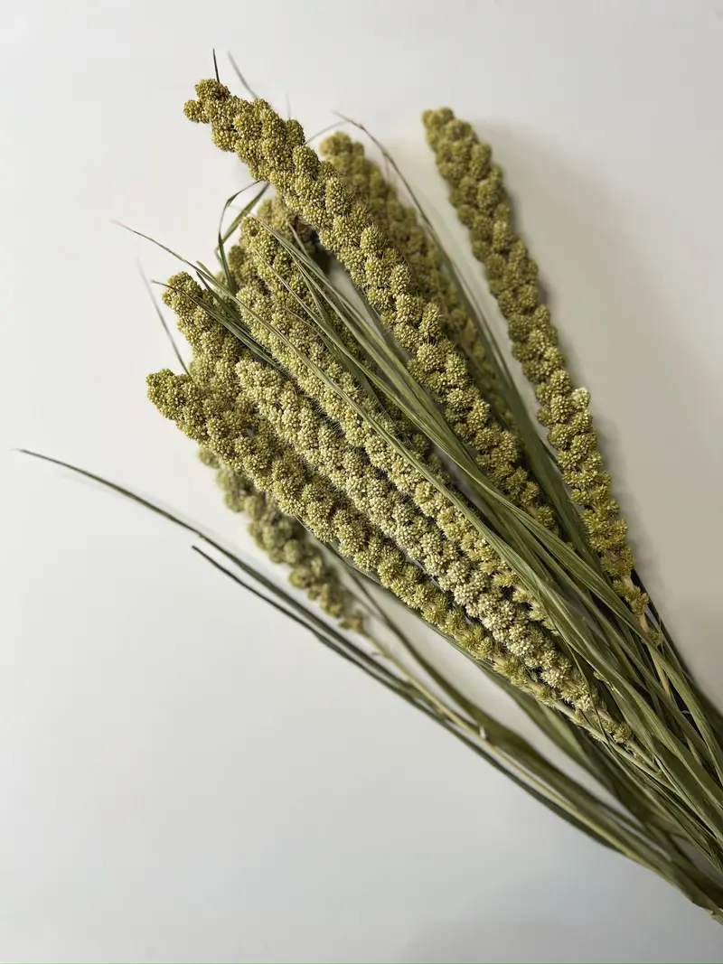 Dried Limelight Millet – Pale Green Feathery Stems 1
