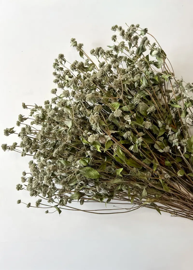 Dried Mountain Mint Sprigs 1