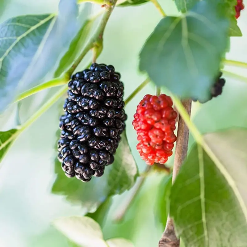 Dwarf Mulberry Tree – Compact, Self-Fertile Fruit Shrub 1