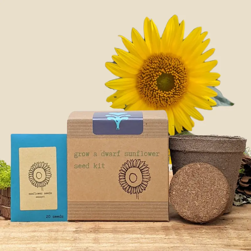 Dwarf Sunflower Starter Grow Kit 1
