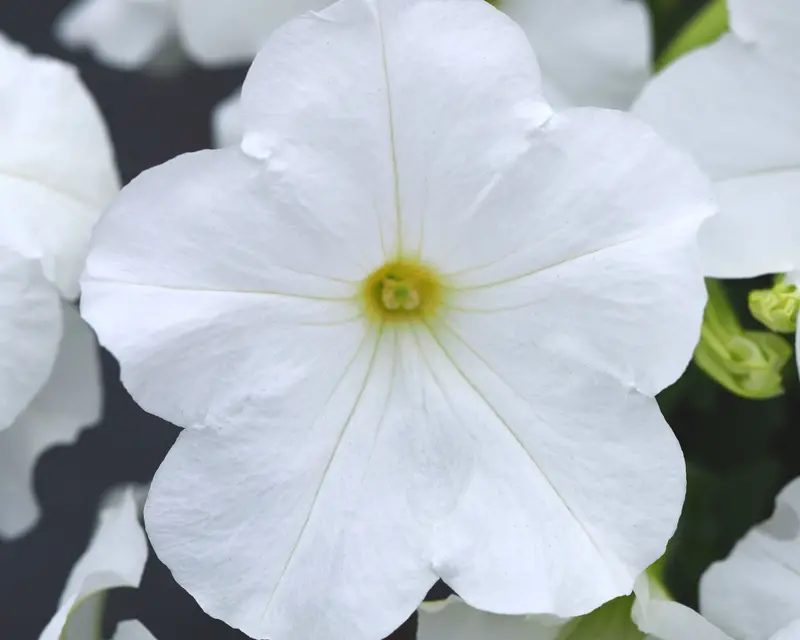 E3 Easy Wave White Petunia Seeds – Trailing, Low-Maintenance Spreading Hybrid 1