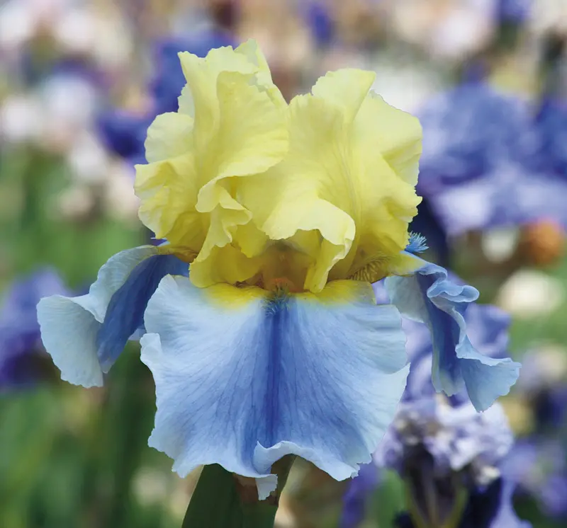 Easter Candy Bi-Color Iris (Yellow & Blue) – Quart Container 1