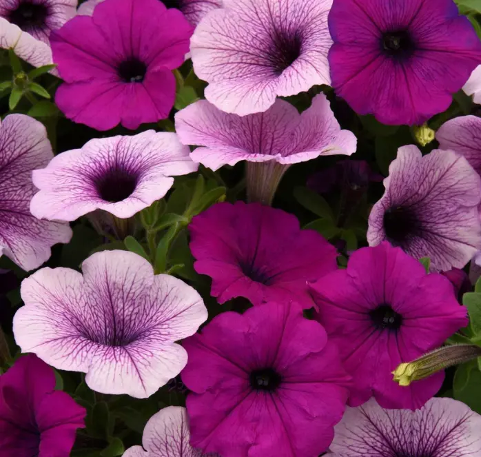 Easy Wave Plum Pudding Petunia Seeds – Vibrant Mixed-Color Trailing Hybrid 1