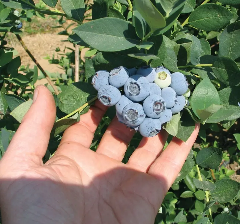 Emerald Blueberry Bush – Potted Fruit-Bearing Plant 1