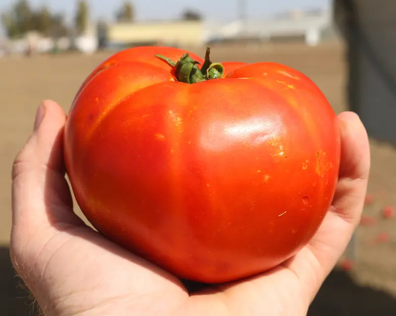 Florida 91 Tomato Seeds – Heat-Tolerant, Early-Season Red Hybrid 1