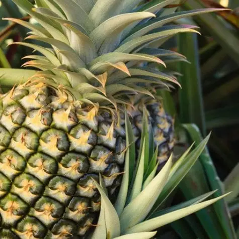 Florida Special Pineapple Plant – Compact Bromeliad For Home Gardeners 1