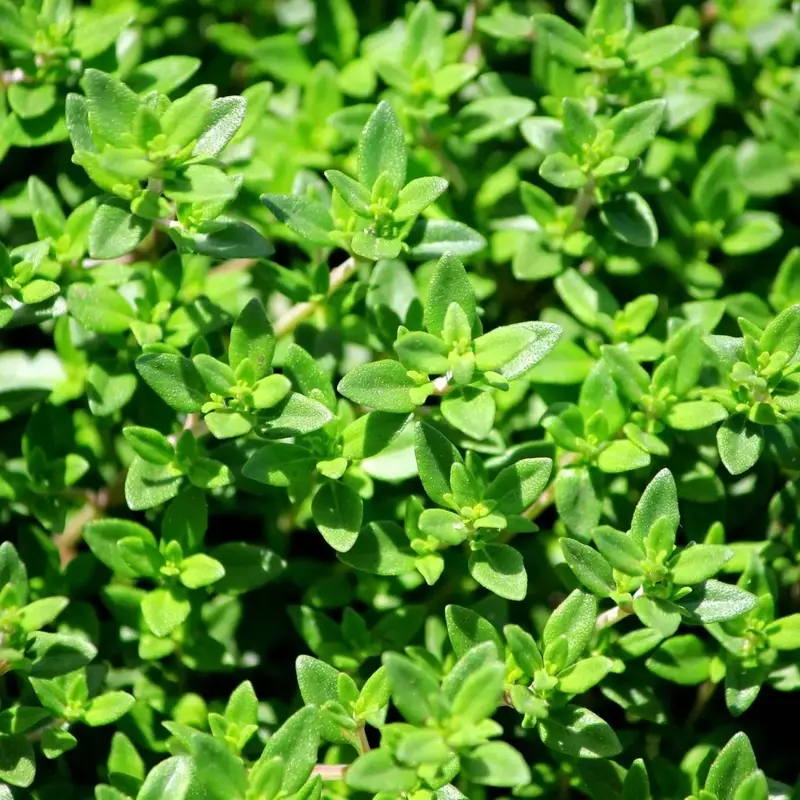 French Thyme Herb Seeds – Culinary And Medicinal Variety 1