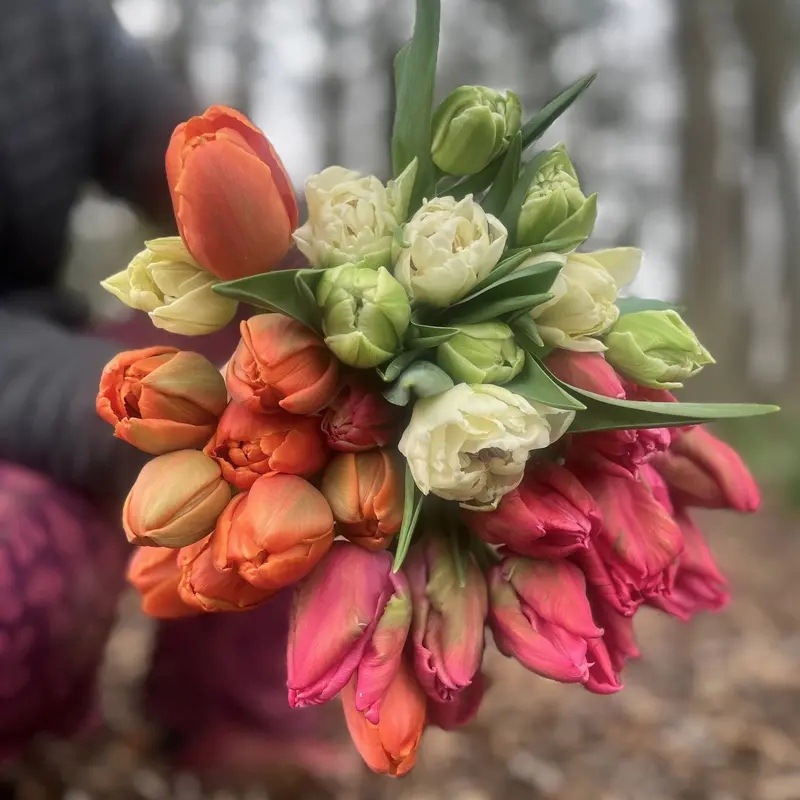Fresh Tulips Delivered To Your Door 1