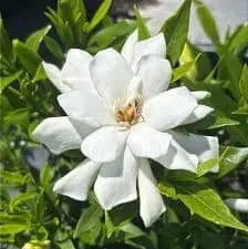 Frost-Resistant Gardenia (Gardenia Jasminoides) – Fragrant, Hardy Evergreen Shrub 1