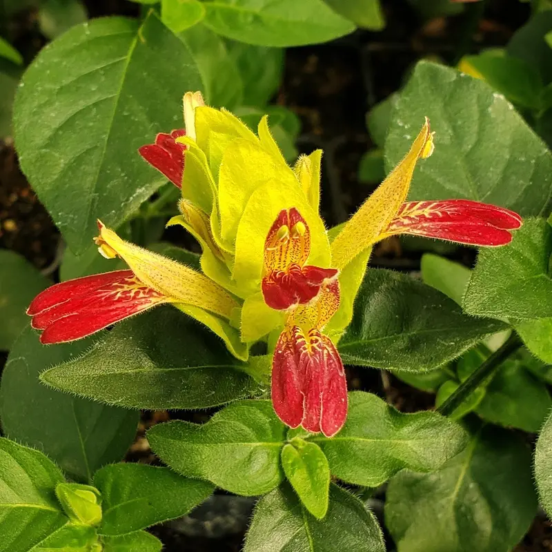 Fruit Cocktail Shrimp Plant – Trio Of Vibrant, Blooming Ornamentals 1