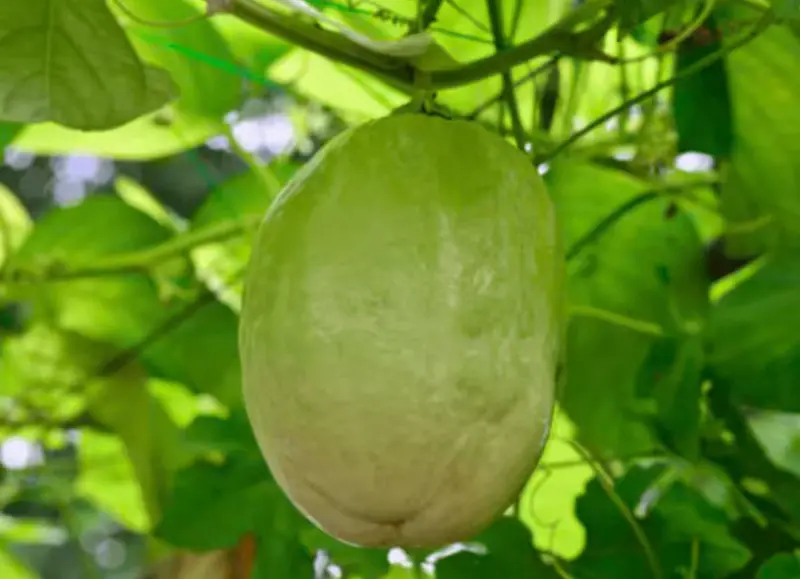 Giant Granadilla Passionfruit Vine – Tropical Climbing Plant 1