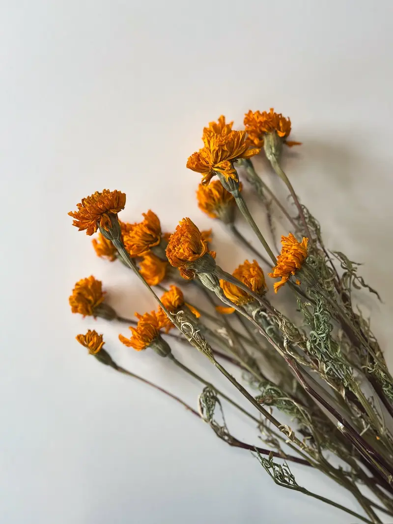 Golden Marigold Dried Flowers – Natural Decorative Blooms 1