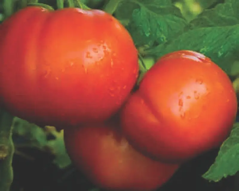 Goliath Italian Tomato Seeds – Beefsteak-Type, High-Yield Hybrid 1