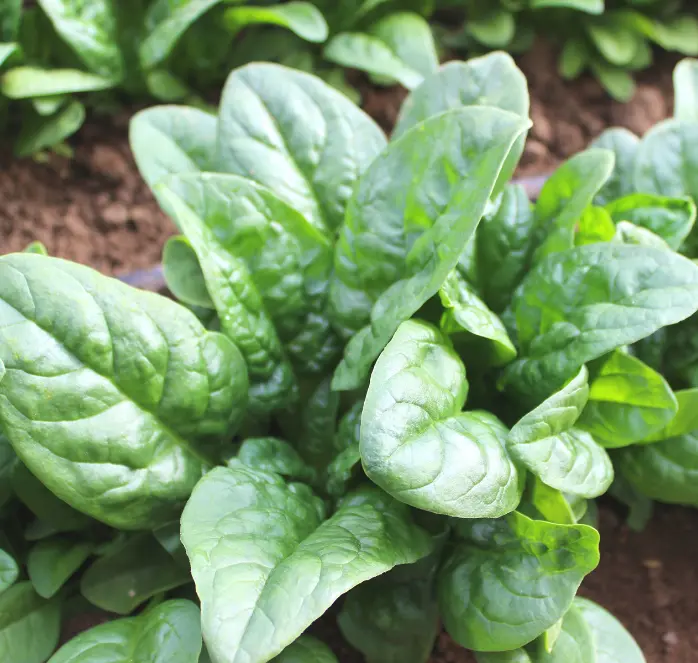 Green Beret Spinach Seeds – Fast-Growing, Bolt-Resistant Hybrid For Spring & Fall 1