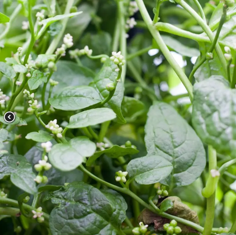 Green Malabar Spinach Vine – Heat-Tolerant, Edible Leafy Climber 1
