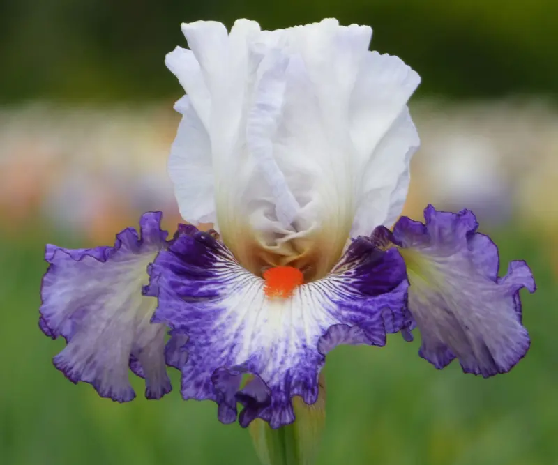 Gypsy Lord Bearded Iris – Quart-Sized Potted Plant 1